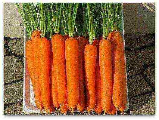 the best varieties of carrots