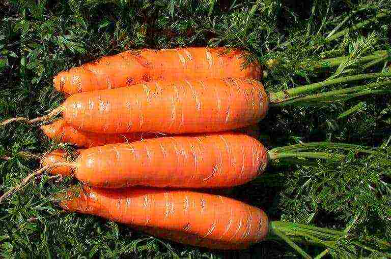 the best varieties of carrots