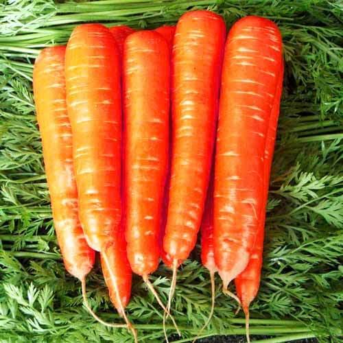 the best varieties of carrots