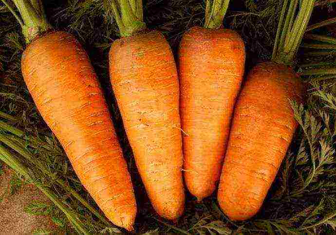 the best varieties of carrots