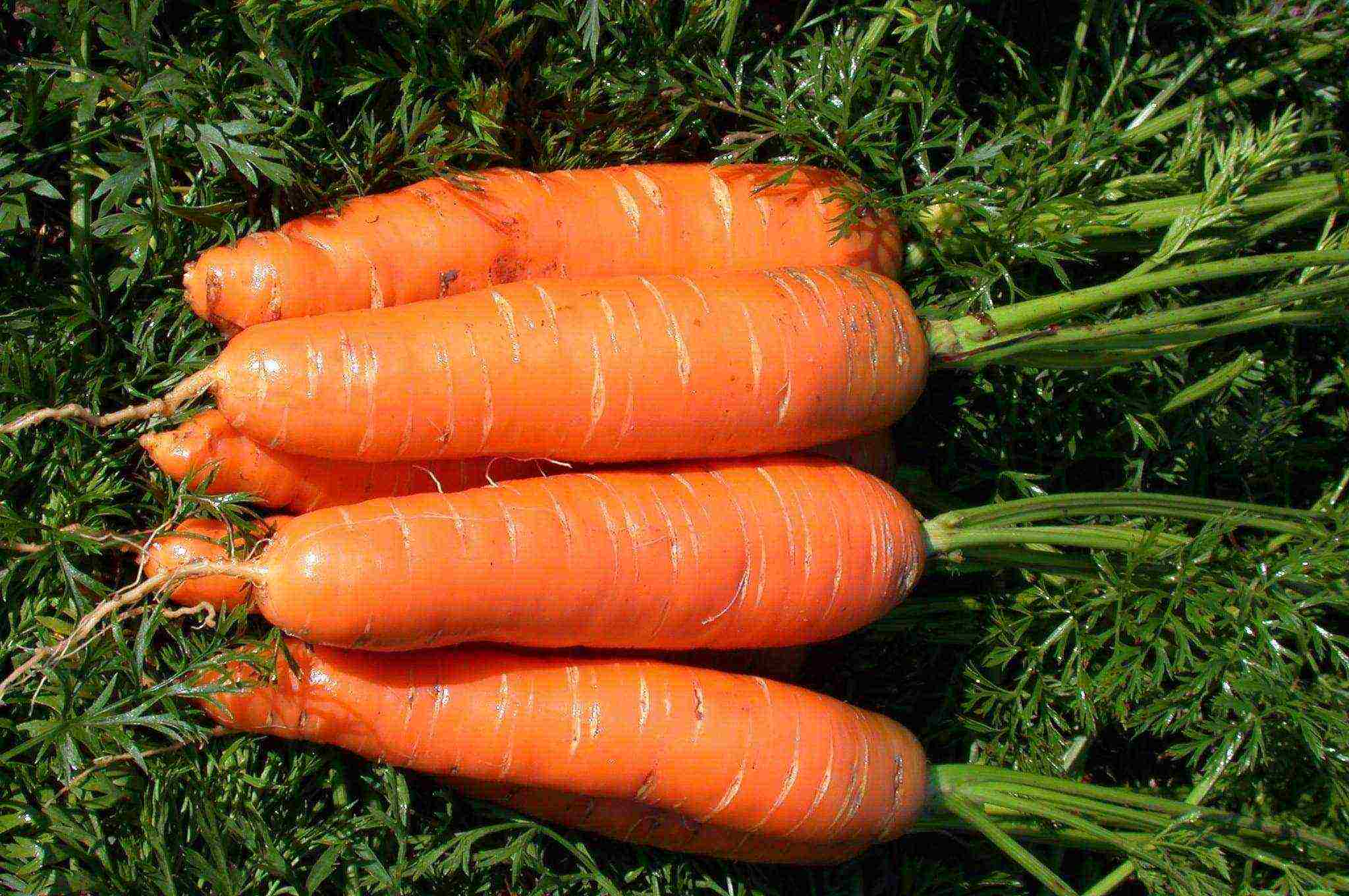 the best varieties of carrots