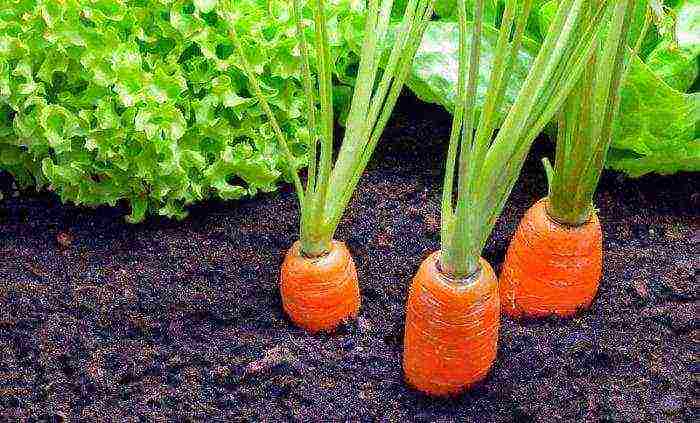 the best varieties of carrots