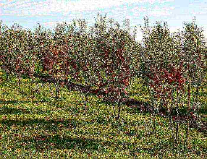 sea ​​buckthorn kung paano magtanim at lumago mula sa isang sangay na walang mga ugat