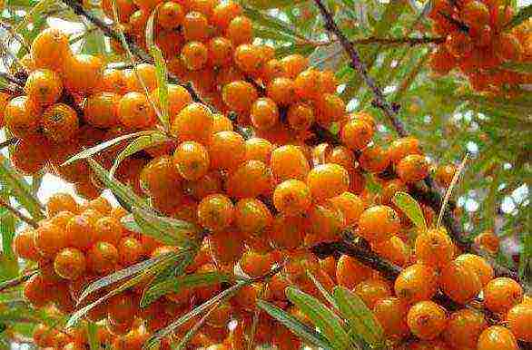 sea ​​buckthorn how to plant and grow from one branch without roots