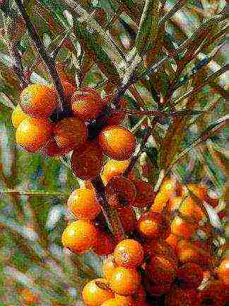 sea ​​buckthorn how to plant and grow from one branch without roots