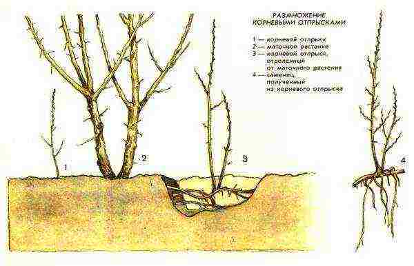 ทะเล buckthorn วิธีการปลูกและเติบโตจากกิ่งเดียวที่ไม่มีราก