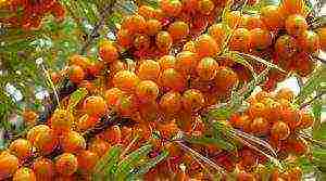 sea ​​buckthorn how to plant and grow from one branch without roots