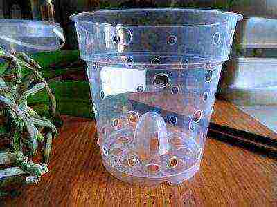 is it necessary to grow orchids in transparent pots