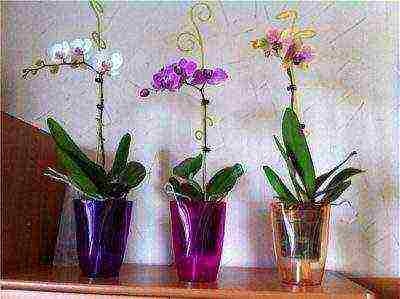 is it necessary to grow orchids in transparent pots