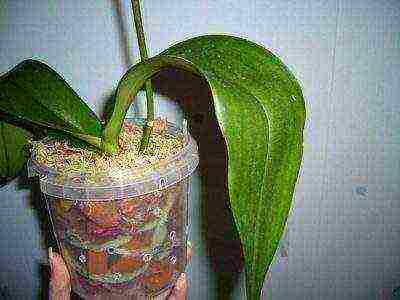 is it necessary to grow orchids in transparent pots