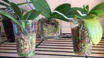 is it necessary to grow orchids in transparent pots