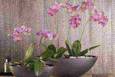 is it necessary to grow orchids in transparent pots