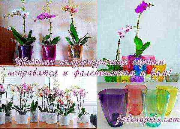 is it necessary to grow orchids in transparent pots