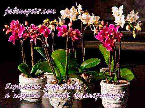 is it necessary to grow orchids in transparent pots