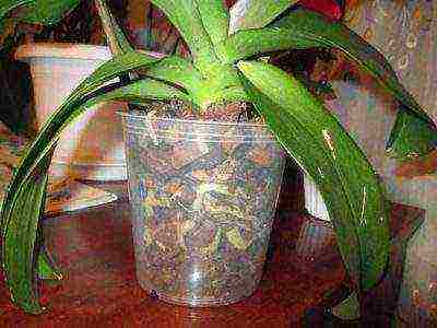 is it necessary to grow orchids in transparent pots