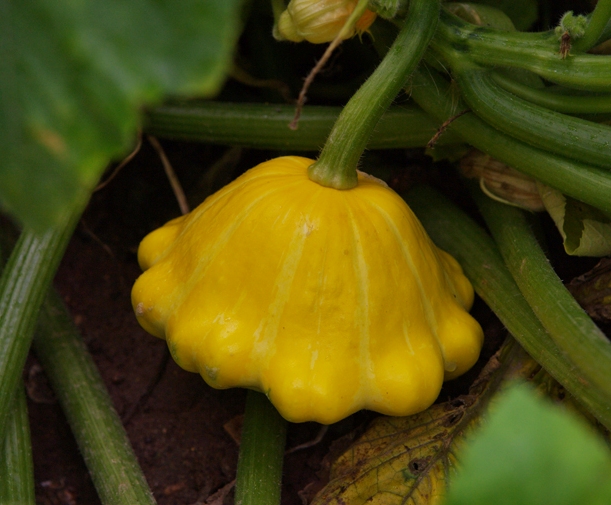 squash seeds the best varieties