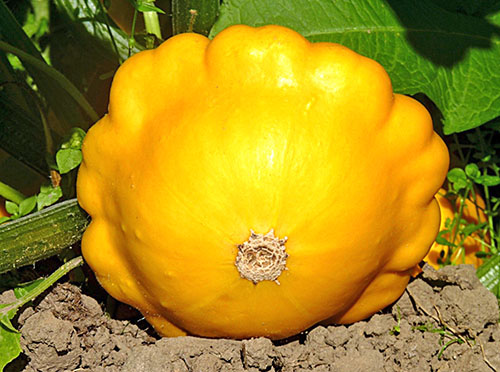 squash seeds the best varieties