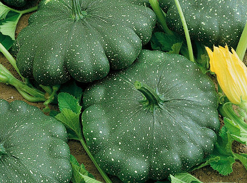 squash seeds the best varieties