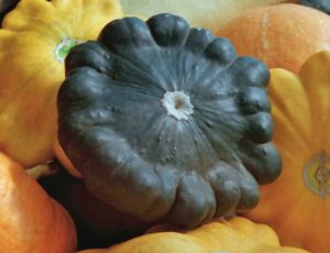 squash seeds the best varieties