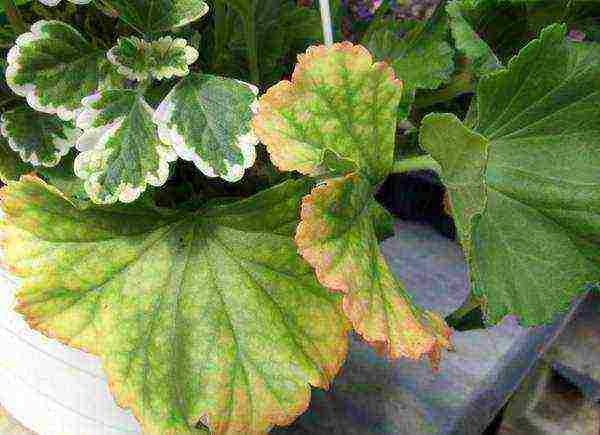 how to grow pelargonium at home