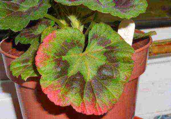 how to grow pelargonium at home