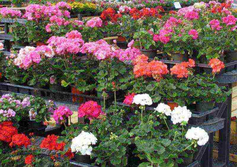 how to grow pelargonium at home