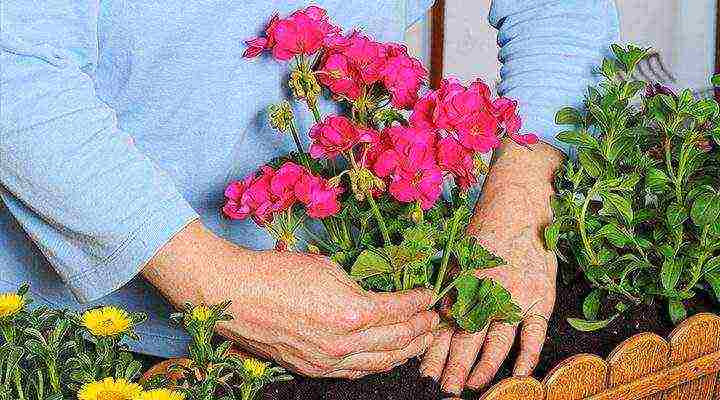 how to grow pelargonium at home