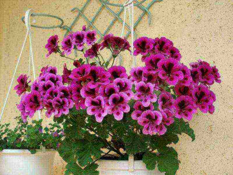 how to grow pelargonium at home