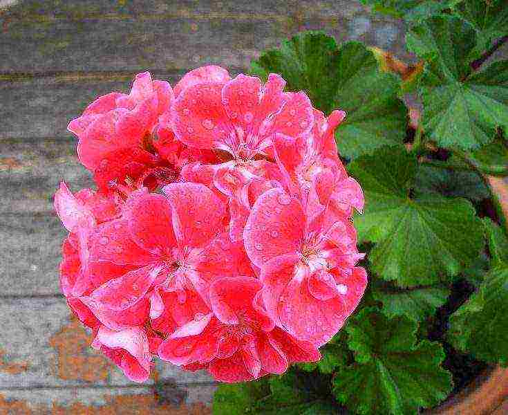 how to grow pelargonium at home