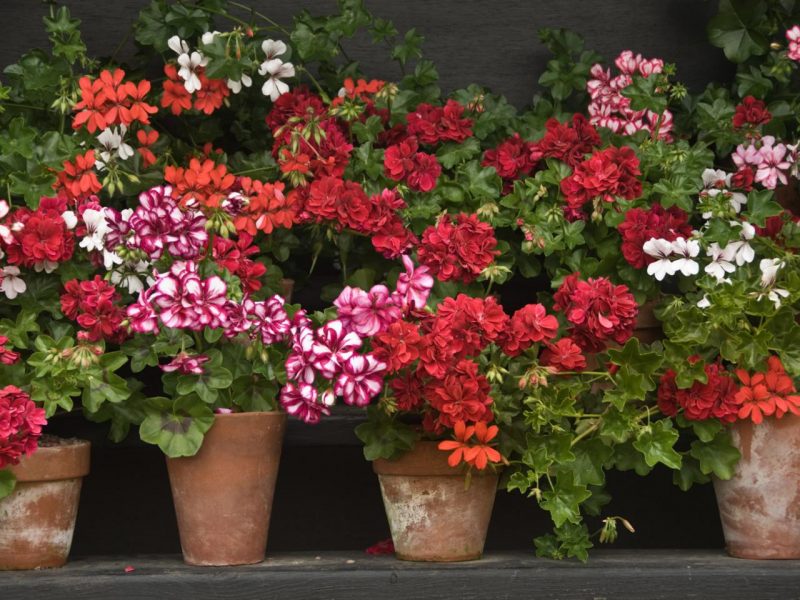 how to grow pelargonium at home