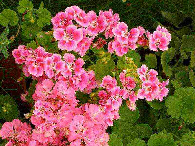 how to grow pelargonium at home