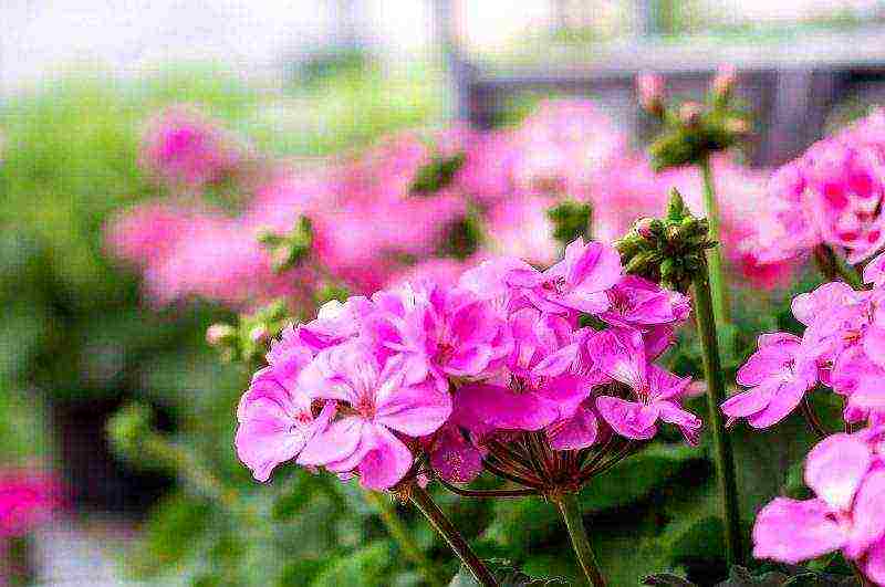 how to grow pelargonium at home