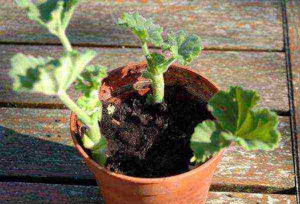 how to grow pelargonium at home