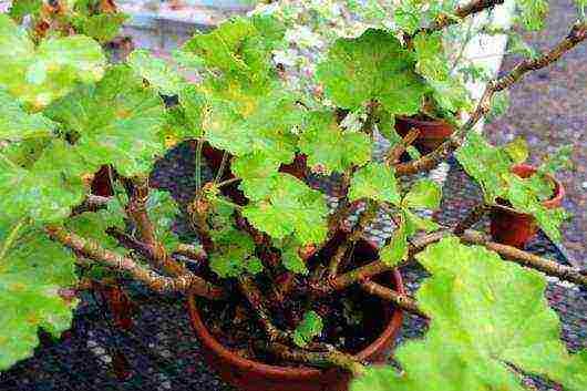 how to grow pelargonium at home