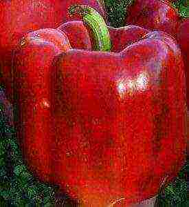 best peppers