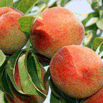 peach the best varieties