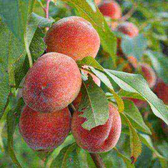 peach the best varieties