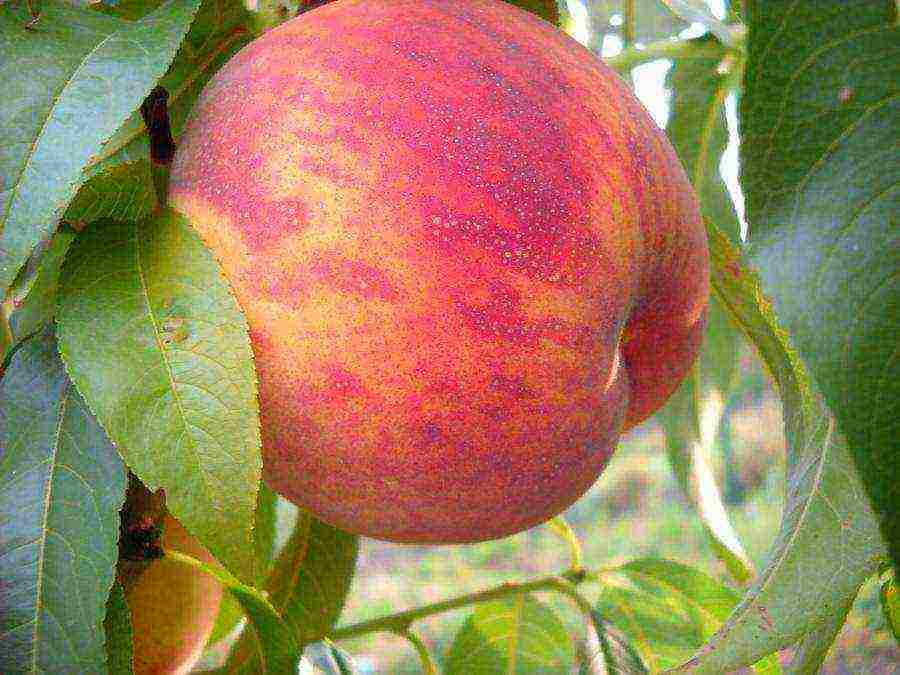 peach the best varieties