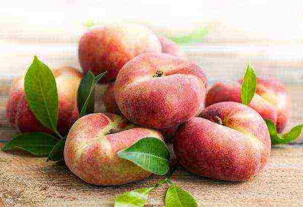 peach the best varieties