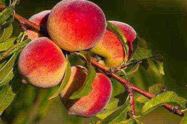 peach the best varieties