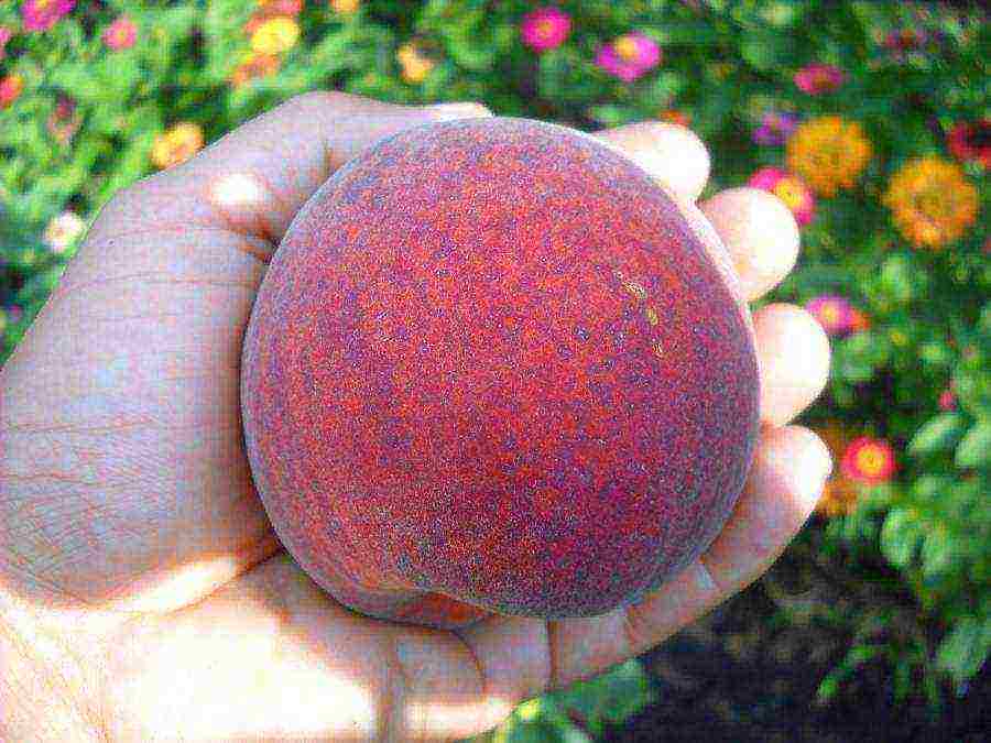 peach the best varieties