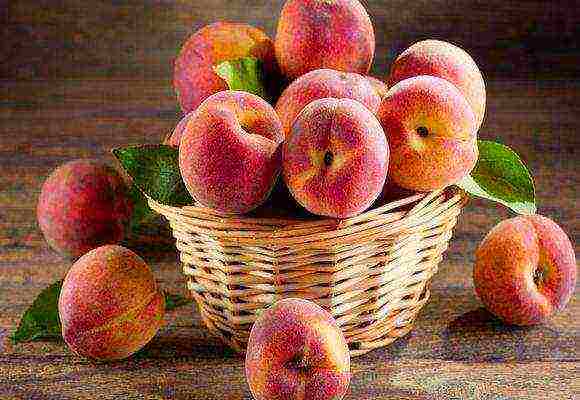 peach the best varieties