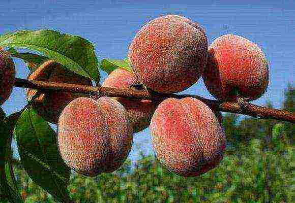 peach the best varieties