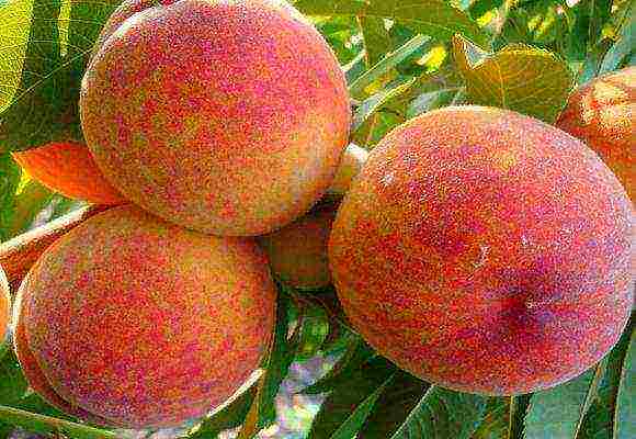 peach the best varieties