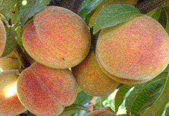 peach the best varieties