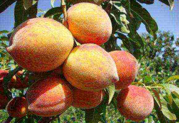 peach the best varieties