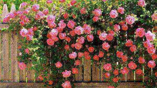 climbing rose planting in the fall and care in the open field