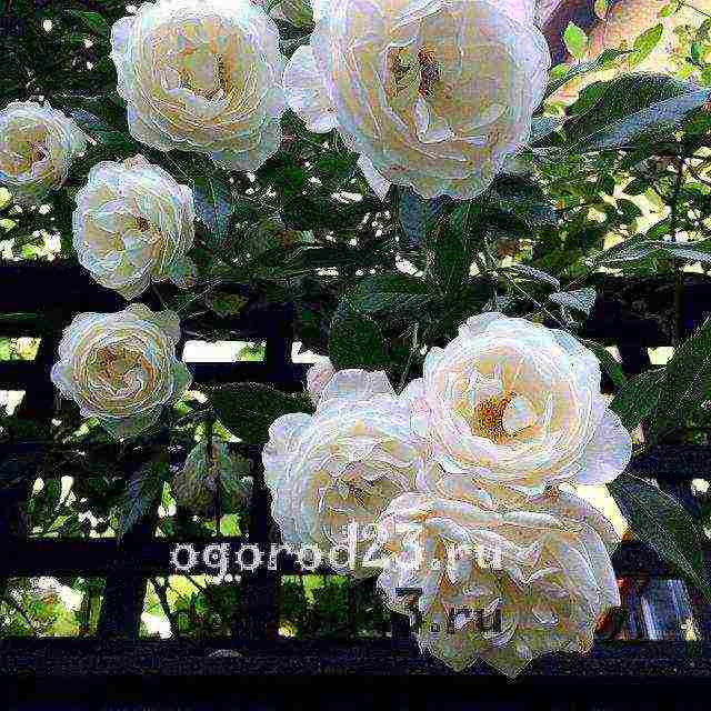 climbing rose planting in the fall and care in the open field