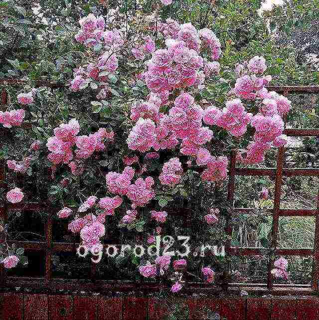 pag-akyat ng rosas na pagtatanim sa taglagas at pag-aalaga sa bukas na bukid