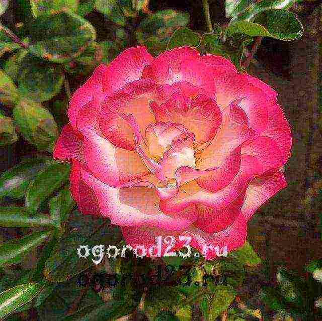 climbing rose planting in the fall and care in the open field